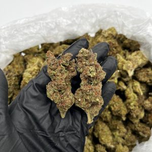 Buy Granddaddy Purple Online | Top Quality Indica Strain